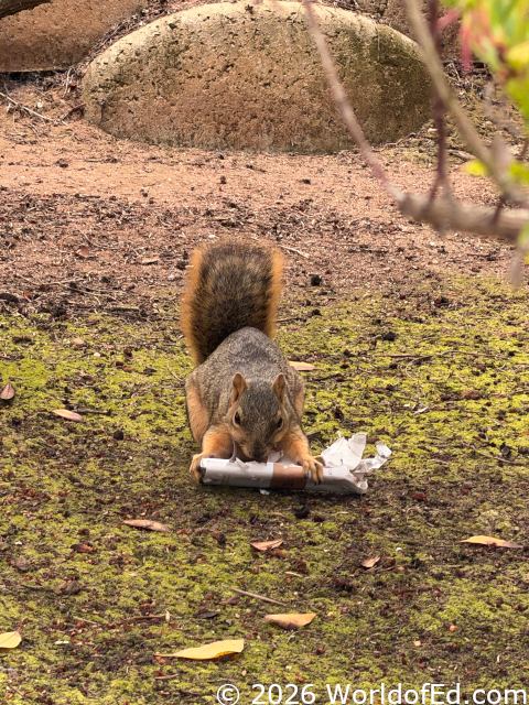 A squirrel eating chocolate.