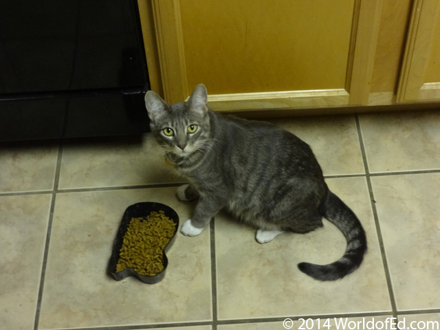 A gray tabby sitting on the ground near a food bowl and looking at you.