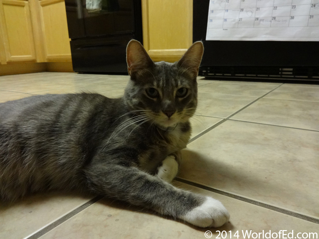 A gray tabby lounging on the ground.