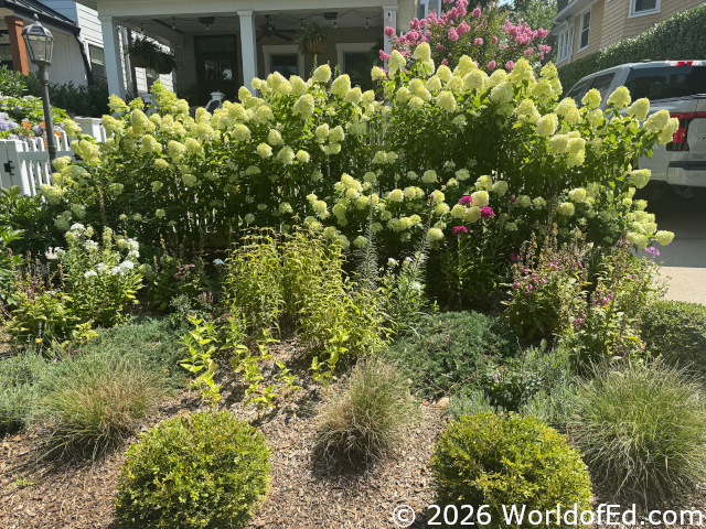 A blooming garden.