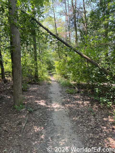 A path into the woods.