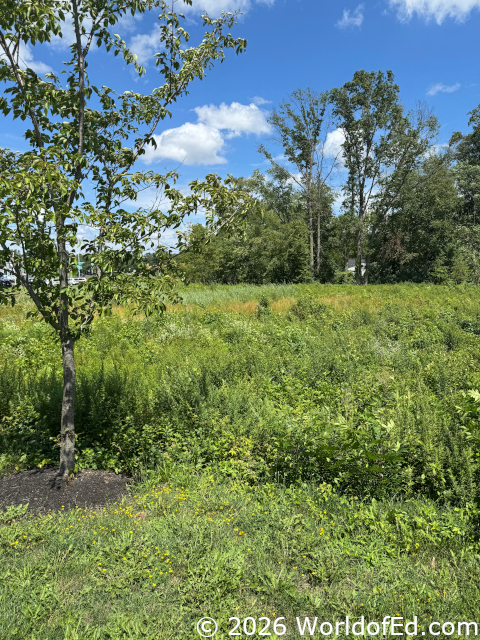 The lush green space outside of the Hampton Inn.