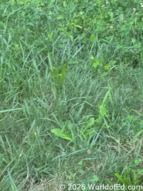 Fireflies glowing on the Hampton Inn property.