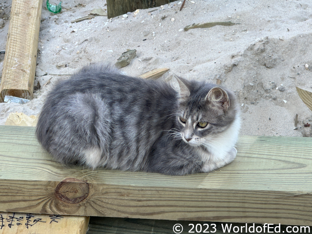 A cat on the beach.