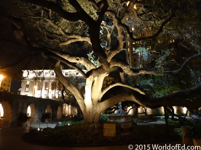 An old and gnarled tree outside of the Alamo.