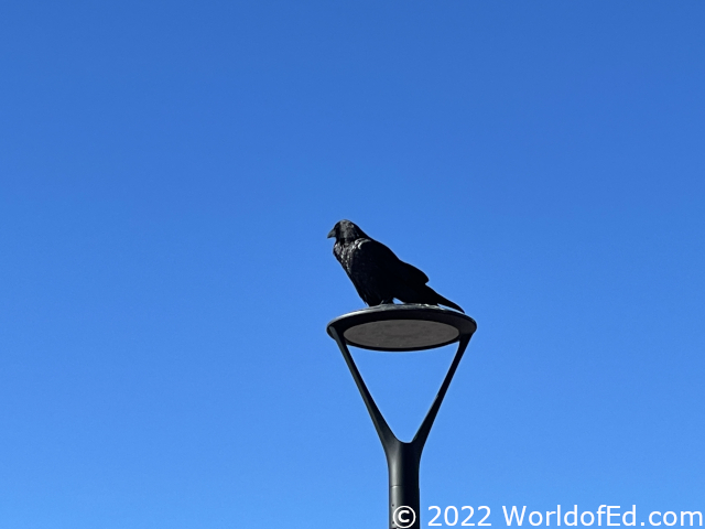 A large crow sitting on a street lamp.
