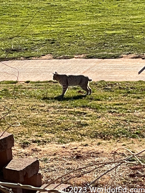 A bobcat on a golf course.